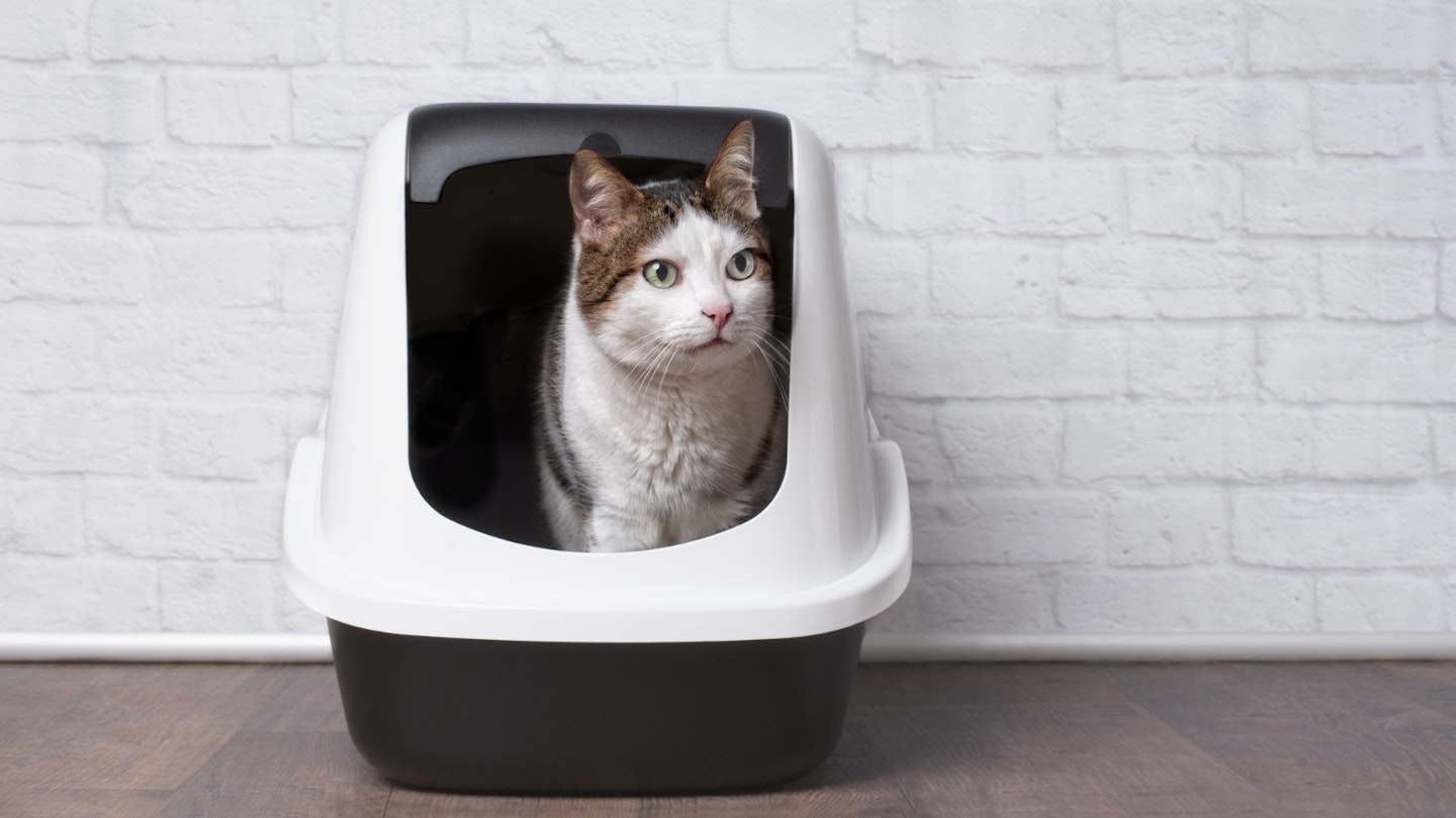 Best hooded litter sales box